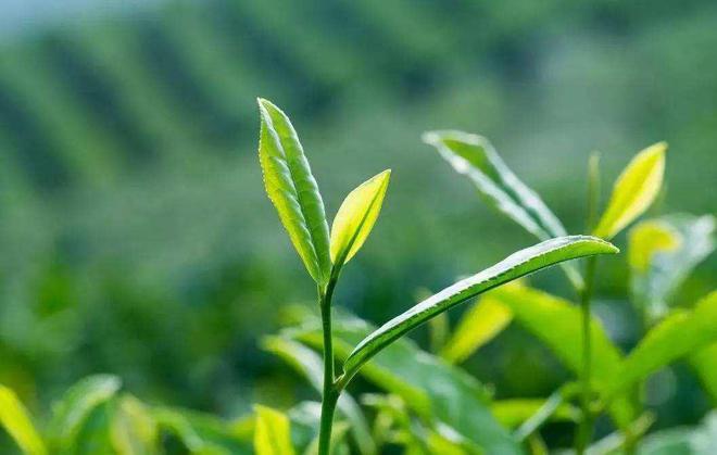 中国10个省份的“代表茶叶”:普洱人气高铁观音备受争议?开云 开云体育官网(图2) 中国10个省份的“代表茶叶”:普洱人气高铁观音备受争议?开云 开云体育官网(图2)