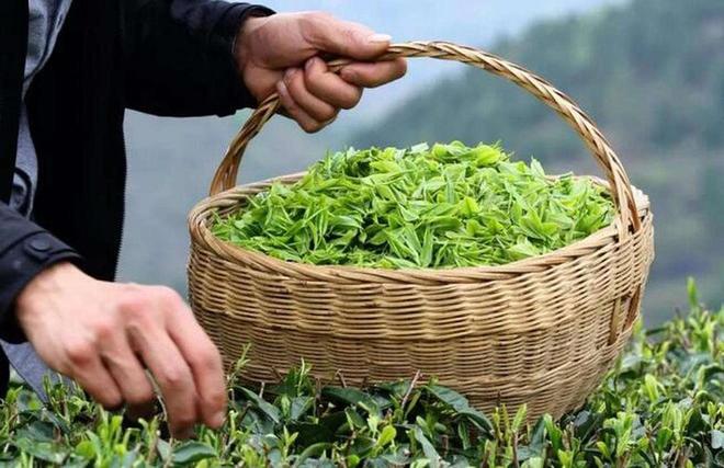 中国10个省份的“代表茶叶”:普洱人气高铁观音备受争议?开云 开云体育官网(图4) 中国10个省份的“代表茶叶”:普洱人气高铁观音备受争议?开云 开云体育官网(图4)
