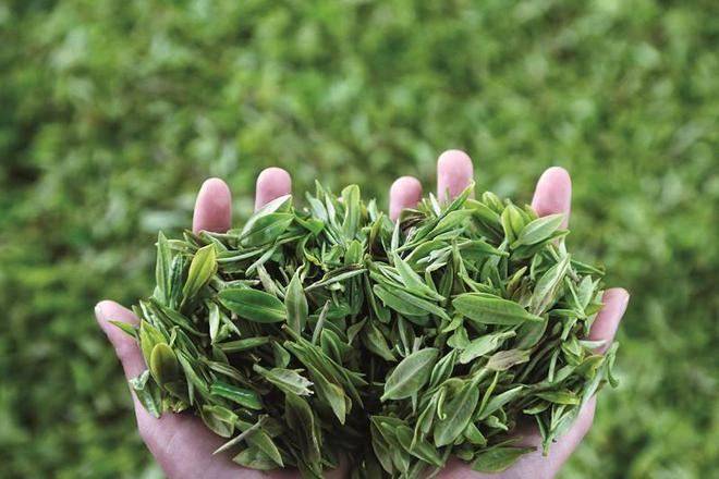 中国10个省份的“代表茶叶”:普洱人气高铁观音备受争议?开云 开云体育官网(图3) 中国10个省份的“代表茶叶”:普洱人气高铁观音备受争议?开云 开云体育官网(图3)