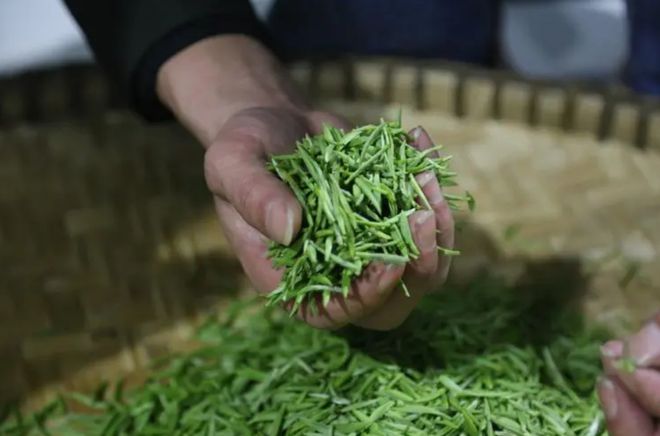 中国10个省份的“代表茶叶”:普洱人气高铁观音备受争议?开云 开云体育官网(图17) 中国10个省份的“代表茶叶”:普洱人气高铁观音备受争议?开云 开云体育官网(图17)