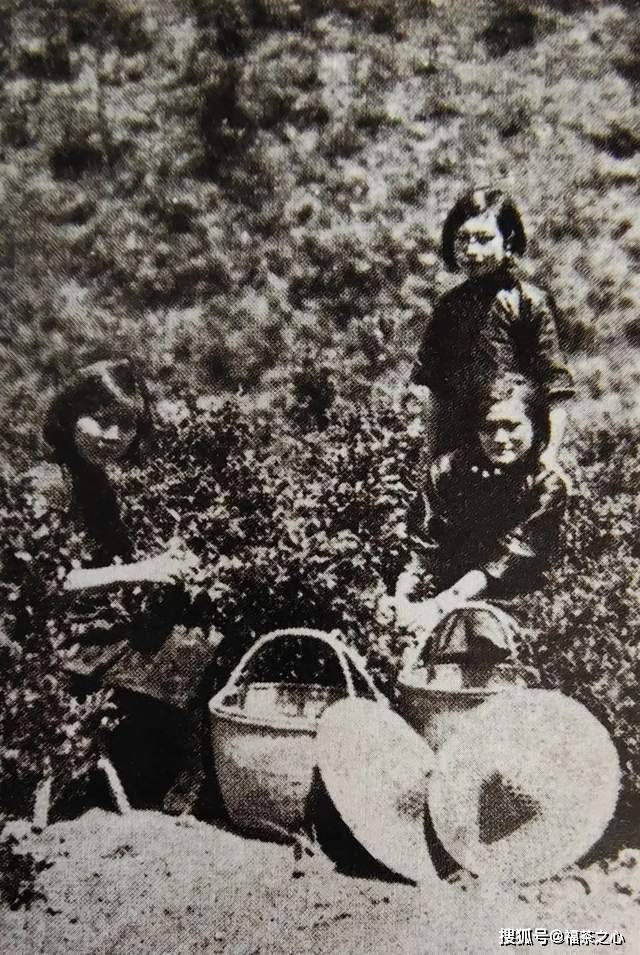 茶史篇 回望中国茶叶100年(完整版)开云 开云体育APP(图7) 茶史篇 回望中国茶叶100年(完整版)开云 开云体育APP(图7)