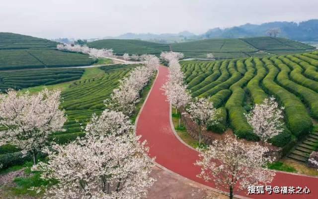 茶史篇 回望中国茶叶100年(完整版)开云 开云体育APP(图14) 茶史篇 回望中国茶叶100年(完整版)开云 开云体育APP(图14)
