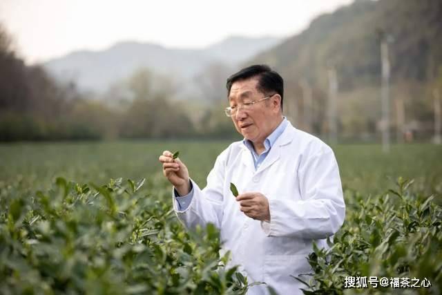 茶史篇 回望中国茶叶100年(完整版)开云 开云体育APP(图12) 茶史篇 回望中国茶叶100年(完整版)开云 开云体育APP(图12)