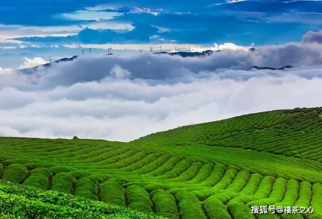 茶史篇 回望中国茶叶100年(完整版)开云 开云体育APP(图35) 茶史篇 回望中国茶叶100年(完整版)开云 开云体育APP(图35)
