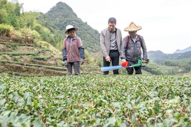 开云体育 开云官网只此青绿文脉里的茶香(图3) 开云体育 开云官网只此青绿文脉里的茶香(图3)
