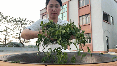 阳江千亩茶园吐新绿隔着屏幕都是沁开云 开云体育人的茶香!(图2) 阳江千亩茶园吐新绿隔着屏幕都是沁开云 开云体育人的茶香!(图2)