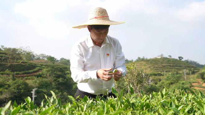 阳江千亩茶园吐新绿隔着屏幕都是沁开云 开云体育人的茶香!(图4) 阳江千亩茶园吐新绿隔着屏幕都是沁开云 开云体育人的茶香!(图4)