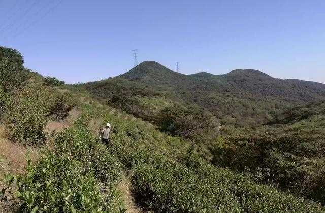 茶开云 开云体育叶的暴利到底有多大?真相揭开让人不敢相信!(图3) 茶开云 开云体育叶的暴利到底有多大?真相揭开让人不敢相信!(图3)