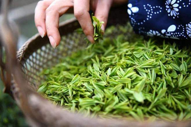 怎样选购好茶叶?开云体育 开云平台(图3) 怎样选购好茶叶?开云体育 开云平台(图3)