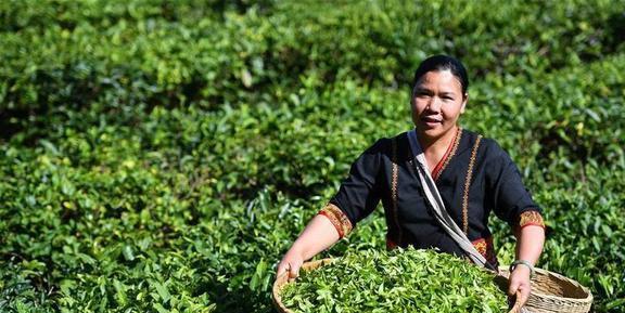 母亲喊我回去摘茶叶多少温暖的记忆涌上心头开云 开云体育平台(图3) 母亲喊我回去摘茶叶多少温暖的记忆涌上心头开云 开云体育平台(图3)
