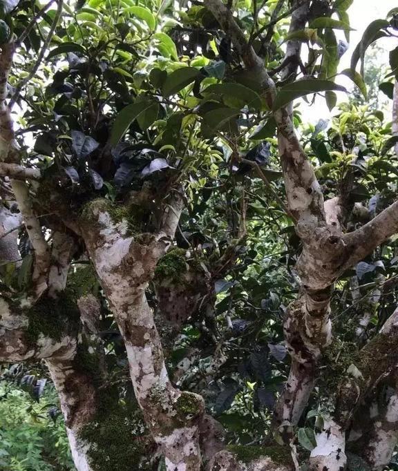 母亲喊我回去摘茶叶多少温暖的记忆涌上心头开云 开云体育平台(图2) 母亲喊我回去摘茶叶多少温暖的记忆涌上心头开云 开云体育平台(图2)