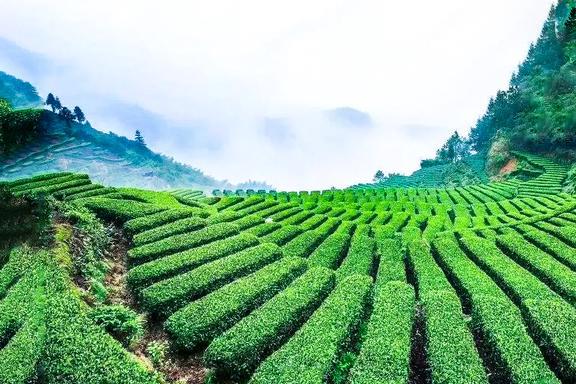 独占中国茶业半壁江山!闽茶为什么豪横?开云 开云体育细数大福建的“七宗最”(图6) 独占中国茶业半壁江山!闽茶为什么豪横?开云 开云体育细数大福建的“七宗最”(图6)