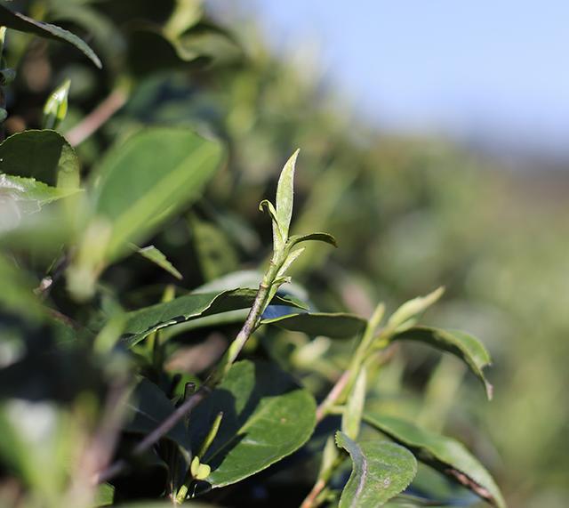 开云 开云体育平台茶叶怎么泡才好喝?泡茶顺序很重要记住3点茶汤香醇又甘甜(图10) 开云 开云体育平台茶叶怎么泡才好喝?泡茶顺序很重要记住3点茶汤香醇又甘甜(图10)