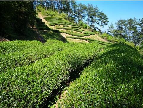 金交椅茶业丨武夷岩茶国家标开云 开云体育准样品审评有多严格?(图2) 金交椅茶业丨武夷岩茶国家标开云 开云体育准样品审评有多严格?(图2)