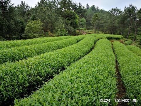 金交椅茶业丨武夷岩茶国家标开云 开云体育准样品审评有多严格?(图3) 金交椅茶业丨武夷岩茶国家标开云 开云体育准样品审评有多严格?(图3)