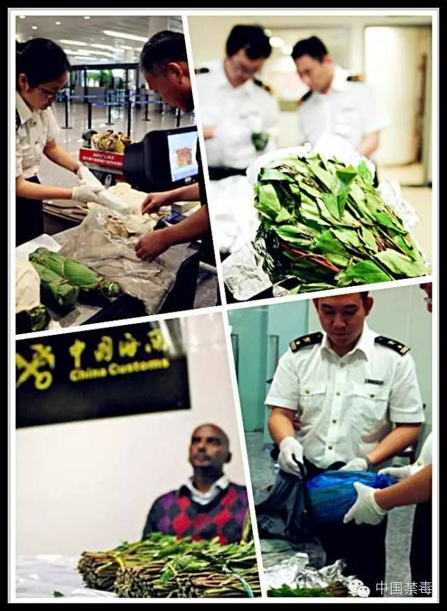 开云体育 开云平台像茶叶又像苋菜?但它竟然是毒品!(图2) 开云体育 开云平台像茶叶又像苋菜?但它竟然是毒品!(图2)