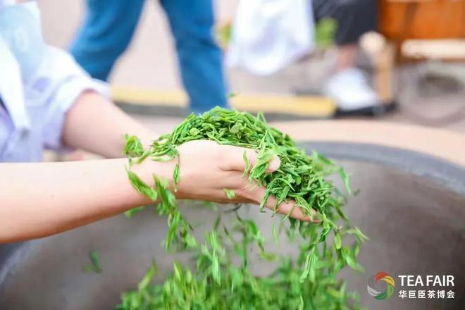 你知道影响茶叶品质的9大因素是什么吗?开云 开云体育(图5) 你知道影响茶叶品质的9大因素是什么吗?开云 开云体育(图5)