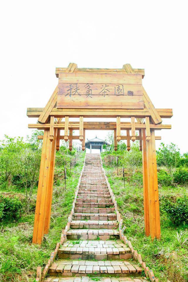 贵州最小众的梯田之一能边欣赏梯田边采摘茶叶来开云体育 开云官网过的游客很少(图7) 贵州最小众的梯田之一能边欣赏梯田边采摘茶叶来开云体育 开云官网过的游客很少(图7)