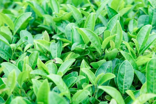 贵州最小众的梯田之一能边欣赏梯田边采摘茶叶来开云体育 开云官网过的游客很少(图5) 贵州最小众的梯田之一能边欣赏梯田边采摘茶叶来开云体育 开云官网过的游客很少(图5)