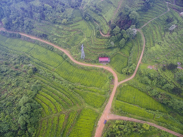 开云 开云体育APP2017湖南茶叶“十强生态产茶县”之新化:一叶飘香天下名(图4) 开云 开云体育APP2017湖南茶叶“十强生态产茶县”之新化:一叶飘香天下名(图4)