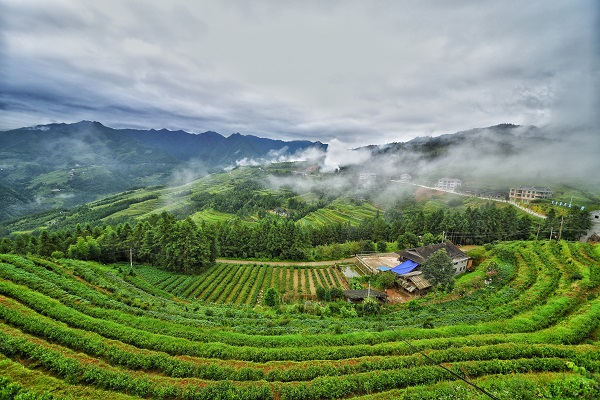 开云 开云体育APP2017湖南茶叶“十强生态产茶县”之新化:一叶飘香天下名(图13) 开云 开云体育APP2017湖南茶叶“十强生态产茶县”之新化:一叶飘香天下名(图13)
