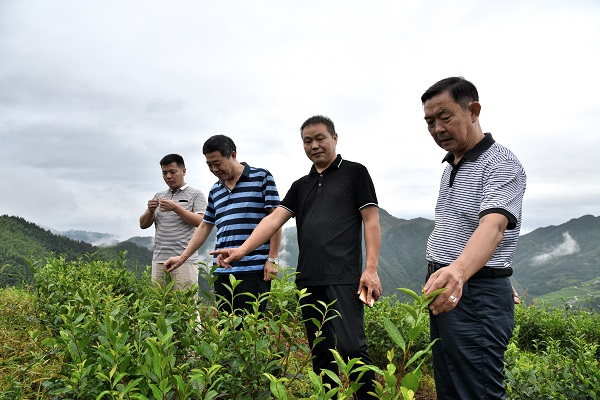 开云 开云体育APP2017湖南茶叶“十强生态产茶县”之新化:一叶飘香天下名(图15) 开云 开云体育APP2017湖南茶叶“十强生态产茶县”之新化:一叶飘香天下名(图15)
