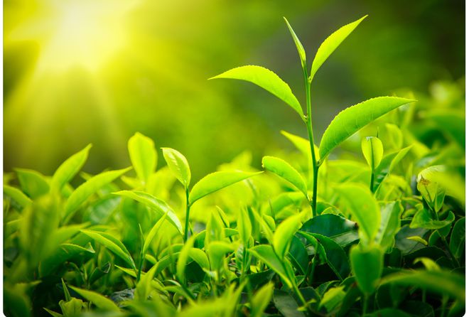 茶叶的存放时间你真的了解吗?不要再放开云 开云体育官网着舍不得喝(图3) 茶叶的存放时间你真的了解吗?不要再放开云 开云体育官网着舍不得喝(图3)