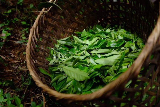 开云 开云体育APP普洱茶的树龄越大茶叶品质就一定越好吗?十年经验告诉你并不绝对!(图3) 开云 开云体育APP普洱茶的树龄越大茶叶品质就一定越好吗?十年经验告诉你并不绝对!(图3)