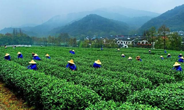 开云 开云体育茶叶包装只要有这3个标识别管多廉价都是100%好茶放心喝(图3) 开云 开云体育茶叶包装只要有这3个标识别管多廉价都是100%好茶放心喝(图3)