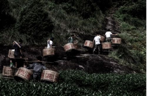 武夷山丹苑茶开云 开云体育平台业: 丹心之始苑望所至(图2) 武夷山丹苑茶开云 开云体育平台业: 丹心之始苑望所至(图2)