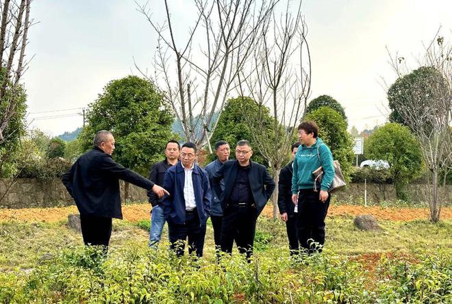 湄潭:建设茶开云 开云体育树良种资源圃完善现代茶业体系!(图3) 湄潭:建设茶开云 开云体育树良种资源圃完善现代茶业体系!(图3)