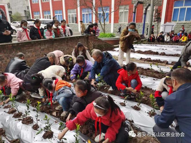推广蒙顶山茶文化:名山正大茶叶有限公司为名山区蒙顶山实验小学建科普实践开云 开云体育茶园(图4) 推广蒙顶山茶文化:名山正大茶叶有限公司为名山区蒙顶山实验小学建科普实践开云 开云体育茶园(图4)