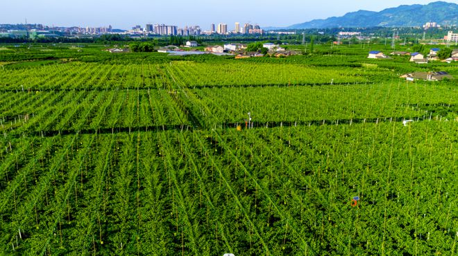 开云 开云体育“蒲江馆”即将亮相第八届成都国际都市现代农业博览会惊喜抢先看!(图7) 开云 开云体育“蒲江馆”即将亮相第八届成都国际都市现代农业博览会惊喜抢先看!(图7)