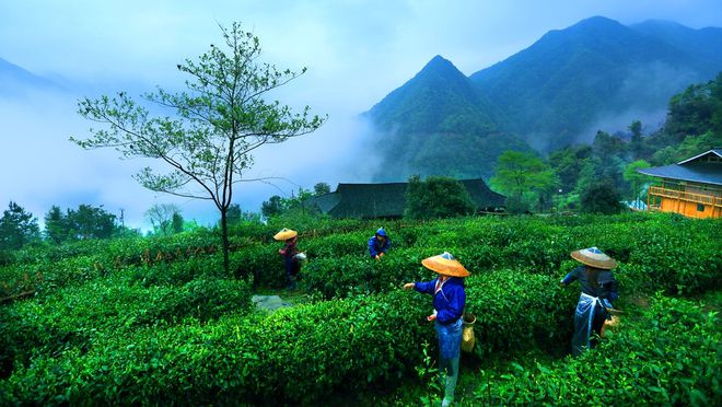 新化红茶能开云 开云体育平台突围吗!(图2) 新化红茶能开云 开云体育平台突围吗!(图2)