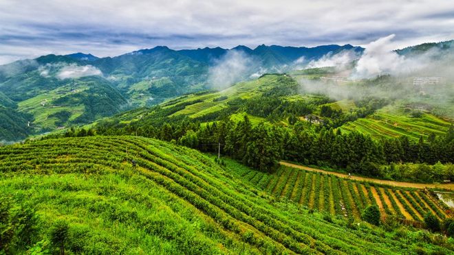 新化红茶能开云 开云体育平台突围吗!(图3) 新化红茶能开云 开云体育平台突围吗!(图3)