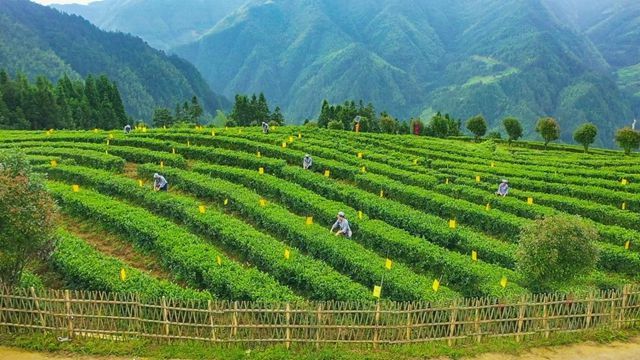 新化红茶能开云 开云体育平台突围吗!(图6) 新化红茶能开云 开云体育平台突围吗!(图6)