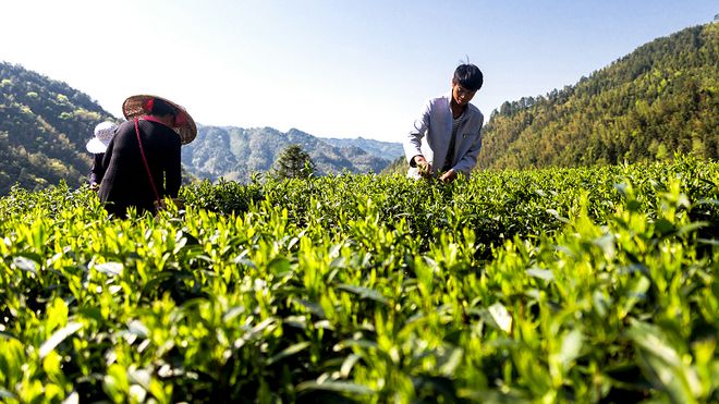 新化红茶能开云 开云体育平台突围吗!(图11) 新化红茶能开云 开云体育平台突围吗!(图11)