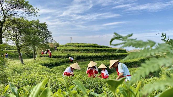 开云 开云体育APP“好人好自己好茶和天下”——福建品品香茶业有限公司(图3) 开云 开云体育APP“好人好自己好茶和天下”——福建品品香茶业有限公司(图3)