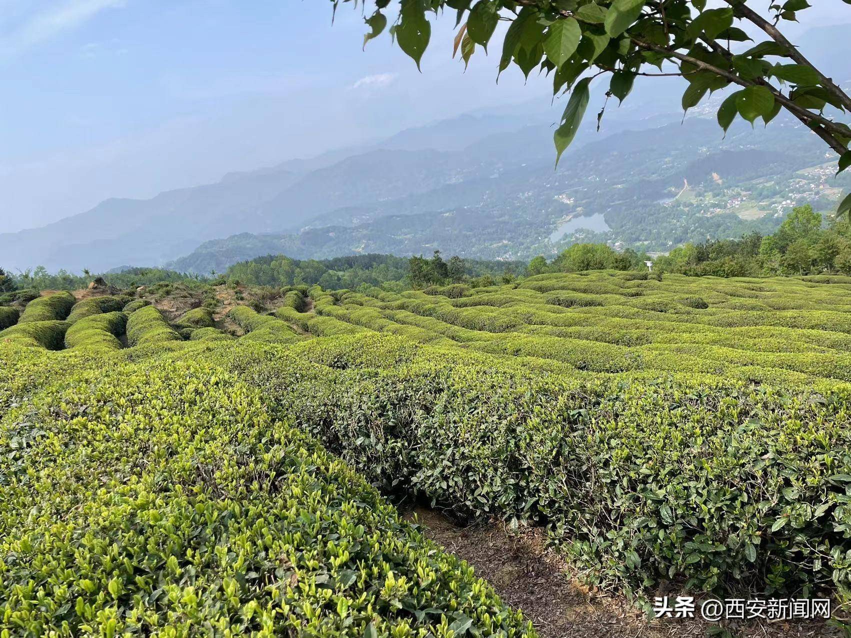 开云 开云体育官网汉山茶业“汉中红”获国际“大金奖”(图2) 开云 开云体育官网汉山茶业“汉中红”获国际“大金奖”(图2)
