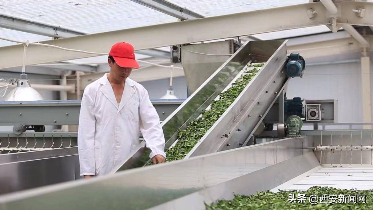 开云 开云体育官网汉山茶业“汉中红”获国际“大金奖”(图5) 开云 开云体育官网汉山茶业“汉中红”获国际“大金奖”(图5)