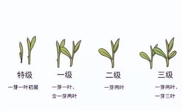 开云 开云体育平台如何分辨茶叶的优劣?里面大有乾坤老茶客教你轻松拿下天然好茶(图4) 开云 开云体育平台如何分辨茶叶的优劣?里面大有乾坤老茶客教你轻松拿下天然好茶(图4)