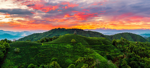 2021年广东十大茗开云 开云体育平台茶公布河源6款茶入选!(图3) 2021年广东十大茗开云 开云体育平台茶公布河源6款茶入选!(图3)