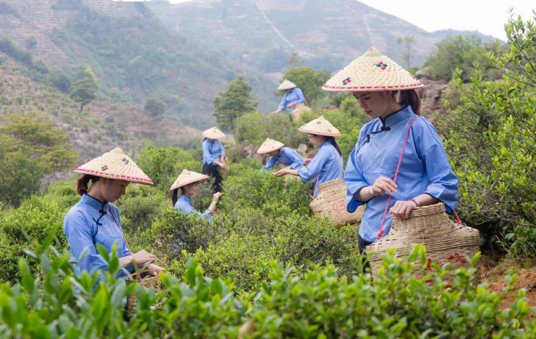 2021年广东十大茗开云 开云体育平台茶公布河源6款茶入选!(图2) 2021年广东十大茗开云 开云体育平台茶公布河源6款茶入选!(图2)