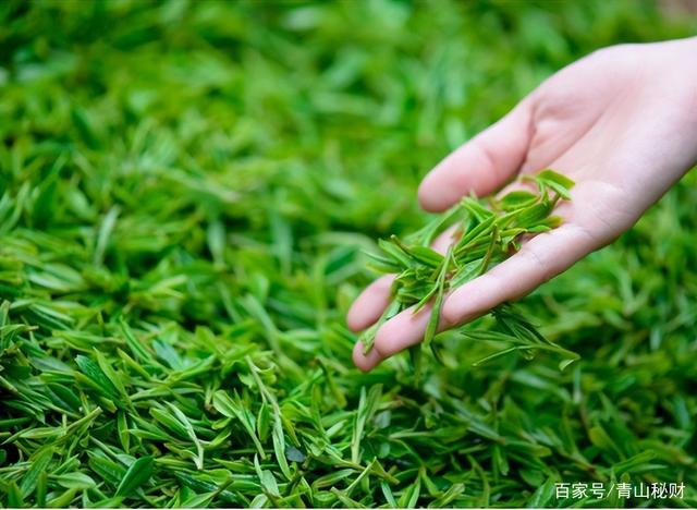 开云 开云体育平台中国茶业产业是在什么背景下发展起来的有什么优势吗?(图9) 开云 开云体育平台中国茶业产业是在什么背景下发展起来的有什么优势吗?(图9)
