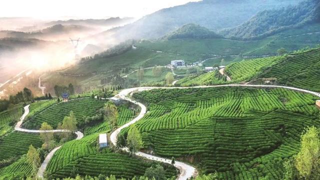 开云 开云体育平台湖北霸榜!2022年度茶业百强县域、百强企业名单公布(图8) 开云 开云体育平台湖北霸榜!2022年度茶业百强县域、百强企业名单公布(图8)