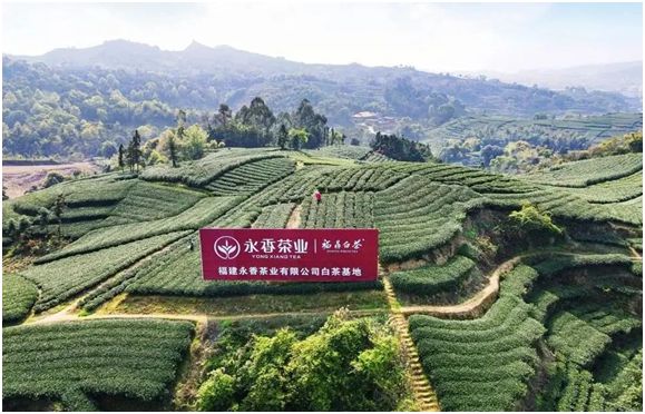 “永久诚信、香飘万里”——福建永香开云 开云体育茶业有限公司(图2) “永久诚信、香飘万里”——福建永香开云 开云体育茶业有限公司(图2)