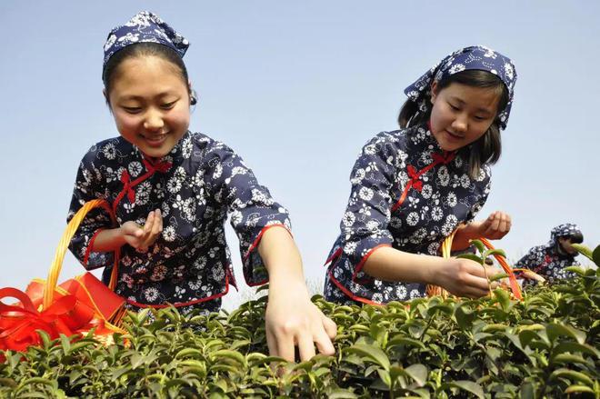 开云 开云体育潢川连续五年荣登“中国茶业百强县”榜单(图2) 开云 开云体育潢川连续五年荣登“中国茶业百强县”榜单(图2)