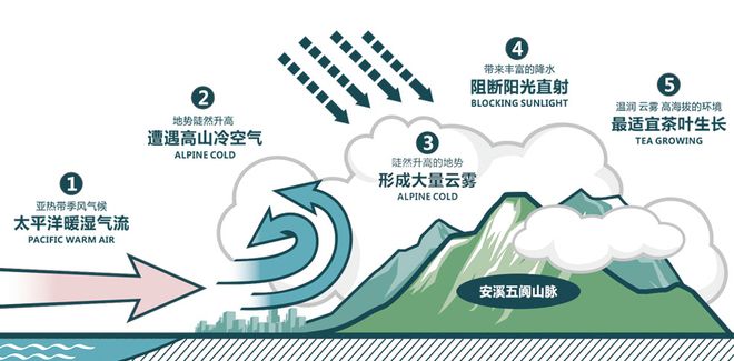这款“非开云 开云体育平台遗”茶长在高山上(图4) 这款“非开云 开云体育平台遗”茶长在高山上(图4)
