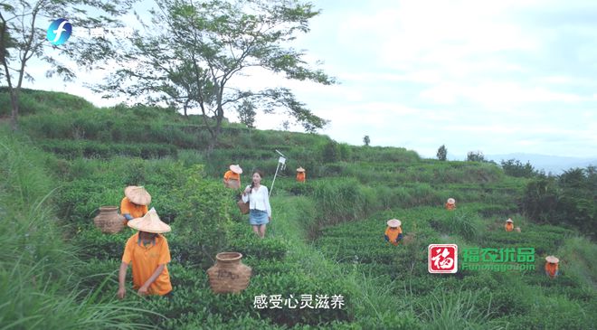 这款“非开云 开云体育平台遗”茶长在高山上(图5) 这款“非开云 开云体育平台遗”茶长在高山上(图5)