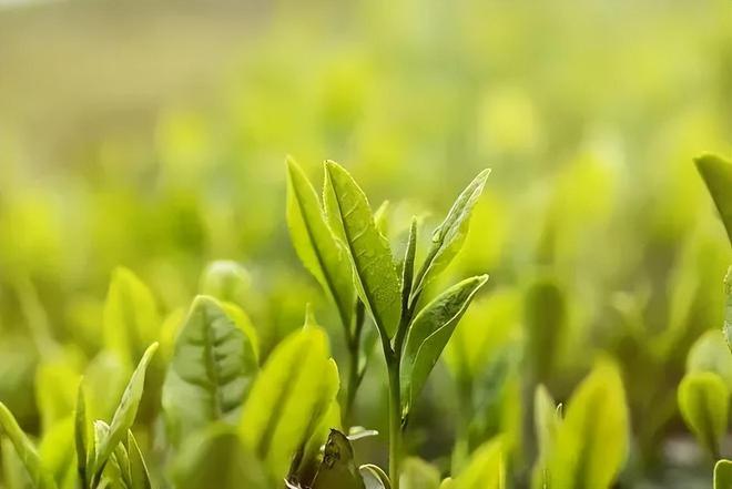 中开云体育 开云官网国茶申遗成功!茶叶凭什么在美妆行业出圈?(图2) 中开云体育 开云官网国茶申遗成功!茶叶凭什么在美妆行业出圈?(图2)